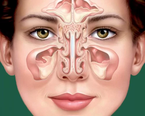 ساختار-داخلی-بینی