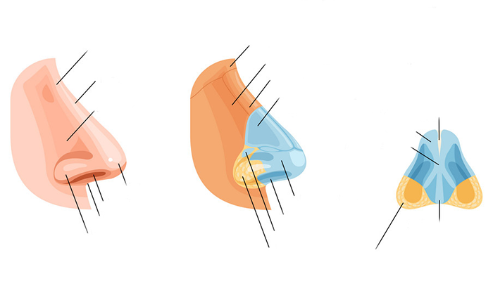 آناتومی-بینی